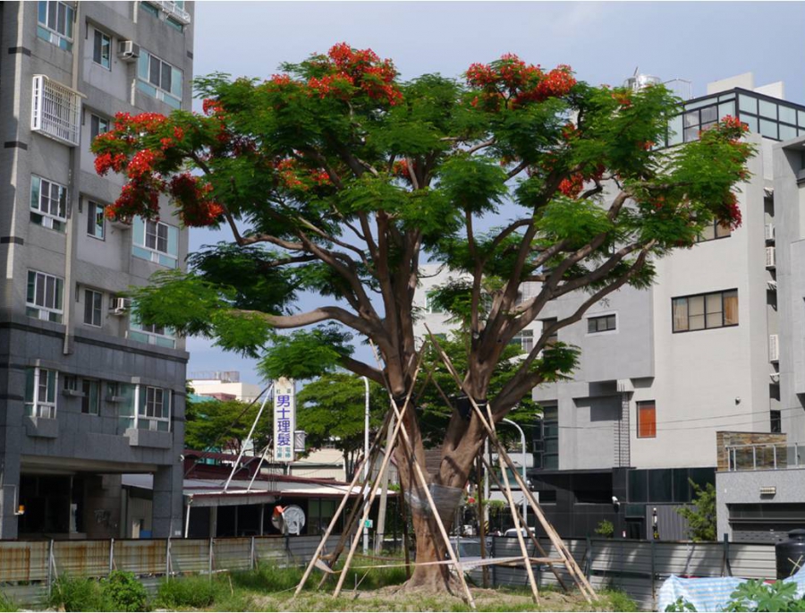 誠美樸真社區內現址移植的美麗鳳凰樹
